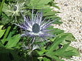 Eryngium alpinum