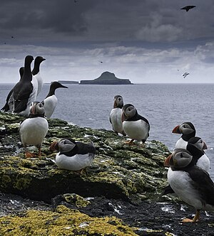 Puffins and guillemots on Lunga