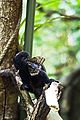 Marmoset eating a butterfly
