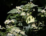 on Clematis terniflora, Mount Hijiri, Nagano prefecture, Japan.