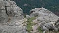 A Mountain goat near the top of Black Elk Peak.