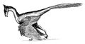 Jeholornis