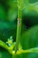 Emerald spreadwing