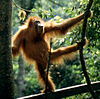 Sumatran Orangutan