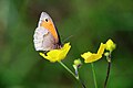 Maniola jurtina female on buttercup flower.