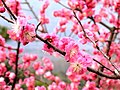 Plum blossoms