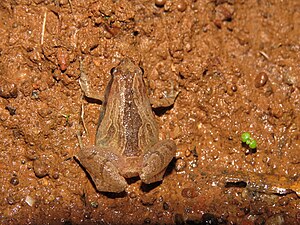 Dorsal view