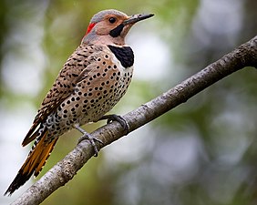 Northern flicker in Prospect Park. By Barbara Schelkle.