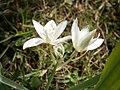 Ornithogalum balansae