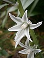 Ornithogalum nutans close-up