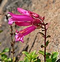 Flowers of Penstemon newberryi