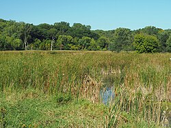 A marsh with deciduous forest in the distance