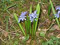 Scilla bifolia