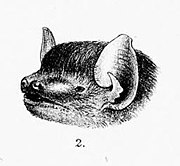 Drawing of bat head