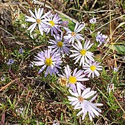 front view of many flower heads with pink ray florets and yellow disk florets