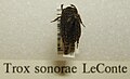 Trox sonorae