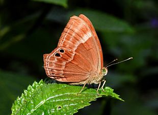 Ventral view