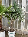 金棒兰Yucca aloifolia