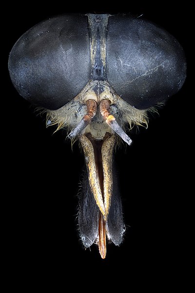 图为虻的头部，用可见光拍摄。