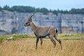 Alpine ibex