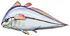 蒙大拿异翅鱼（Allenypterus montanus）