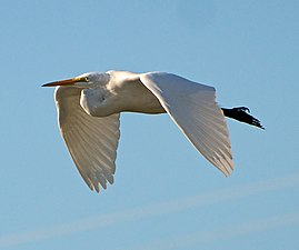 Great egret (Temporary stay in course of migration)