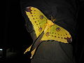 Argema mittrei (Malagasy comet moth)