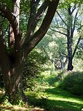 Arnold Arboretum