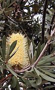 Banksia integrifolia