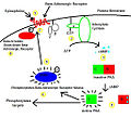Beta adrenergic receptor kinase pathway