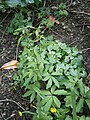 Cardamine bulbifera young plants