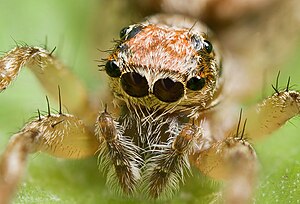 The head of the jumping spider Clynotis severus (Arachnida: Araneae: Salticidae)