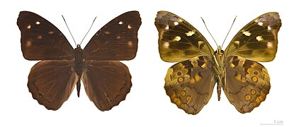 Museum specimen ♂ Both sides