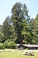 美国加利福尼亚州红木国家公园和州立公园。