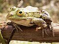 Edible Frog (Rana esculenta)