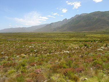 Fynbos near Franschhoek