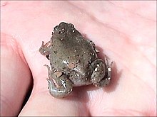 Adult on human palm, facing away from camera