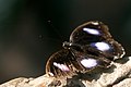 Hypolimnas bolina great egg fly, male