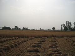 Kripekapura wheat farms