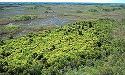 An aerial photo of an island surrounded by flat grass; the island is covered with extensive vines