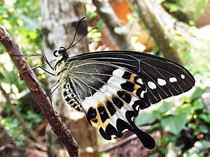 Ventral view