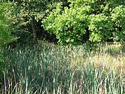 Moated site near the McArthur Glen shopping outlet