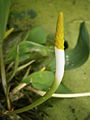 Orontium aquaticum close-up