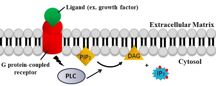 File:PLC role in IP3-DAG pathway.tif