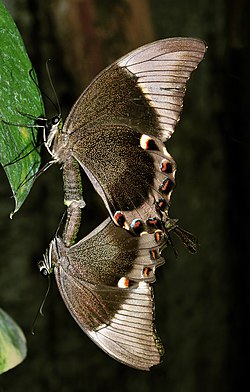 Papilio ulysses