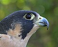 Peregrine Falcon