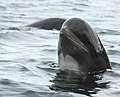 Long-finned pilot whales spyhopping off Cape Breton