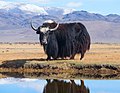 Yak