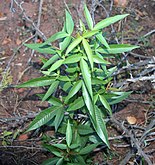 Sapling in the Waterberg, Limpopo