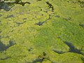 Spirogyra - Blanket weed - algae strands